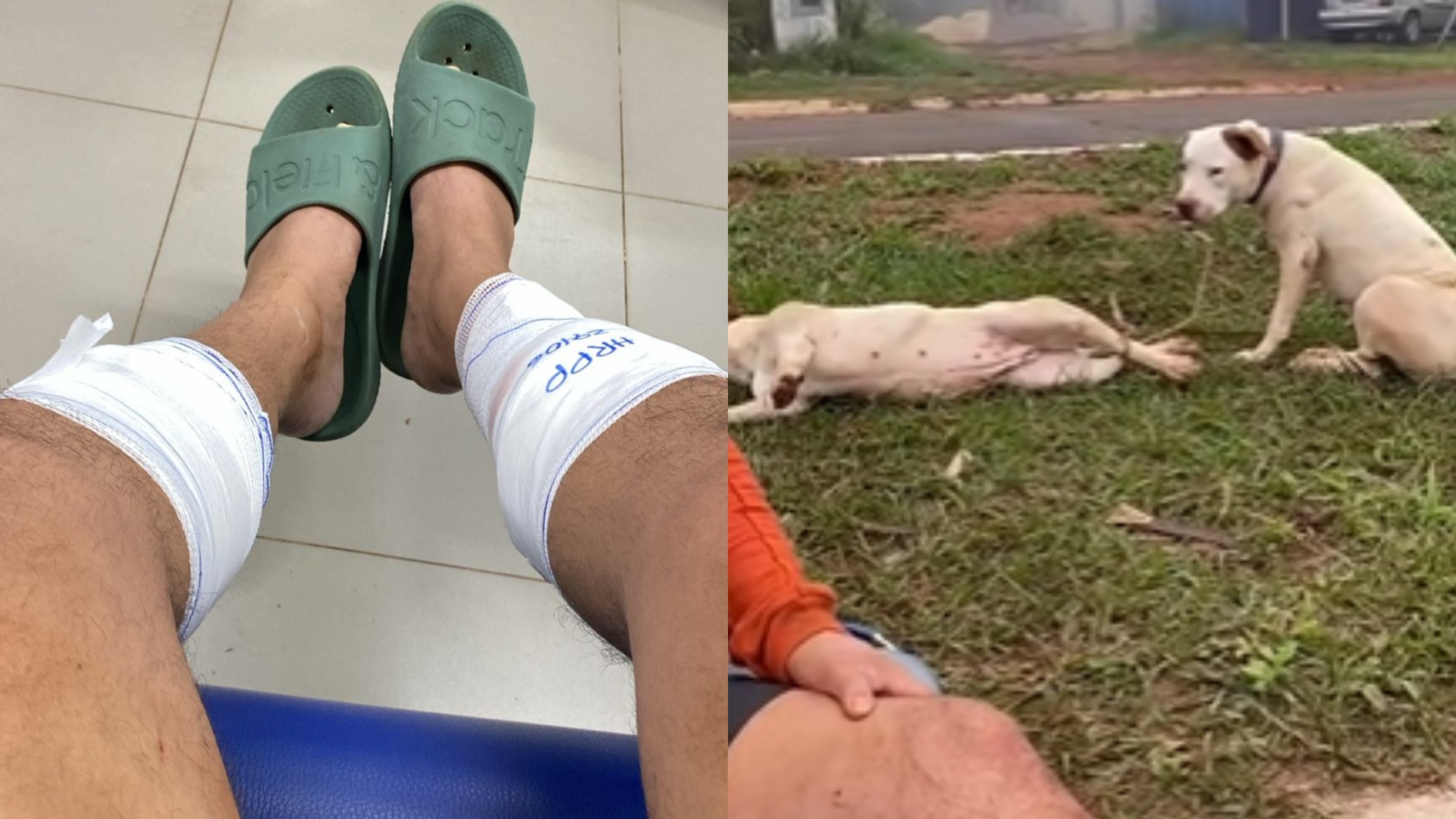 Omissão de cautela: cães que atacaram professor de Muay Thai continuam com tutor, diz polícia