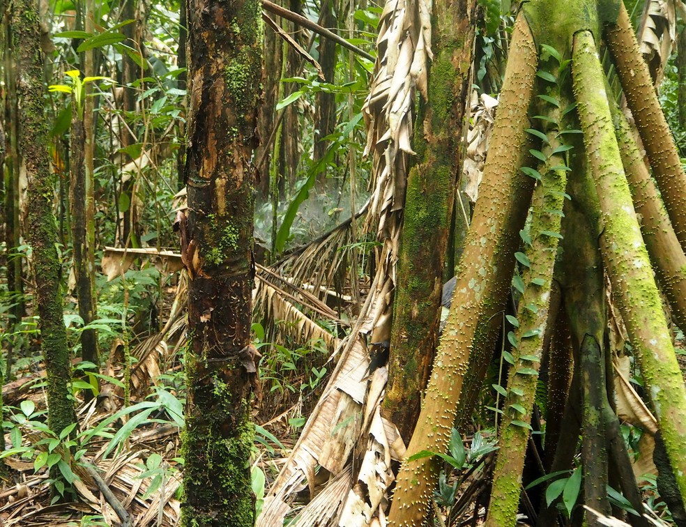 Socratea exorrhiza — Foto: Adobe stock