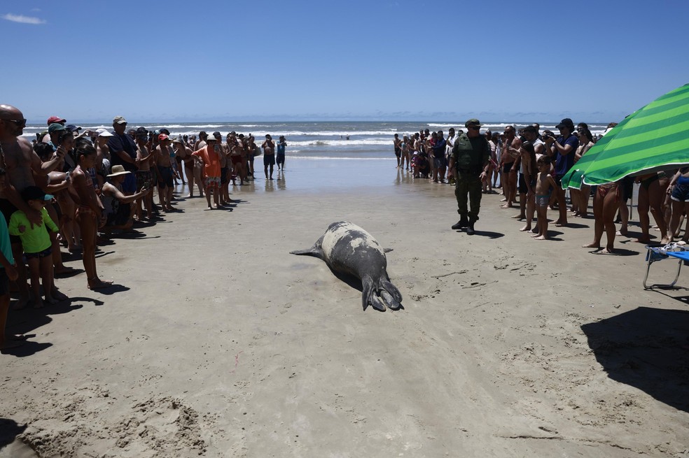 Elefante-marinho surpreende veranistas ao procurar abrigo do sol na praia em Tramandaí — Foto: André Ávila/Agência RBS