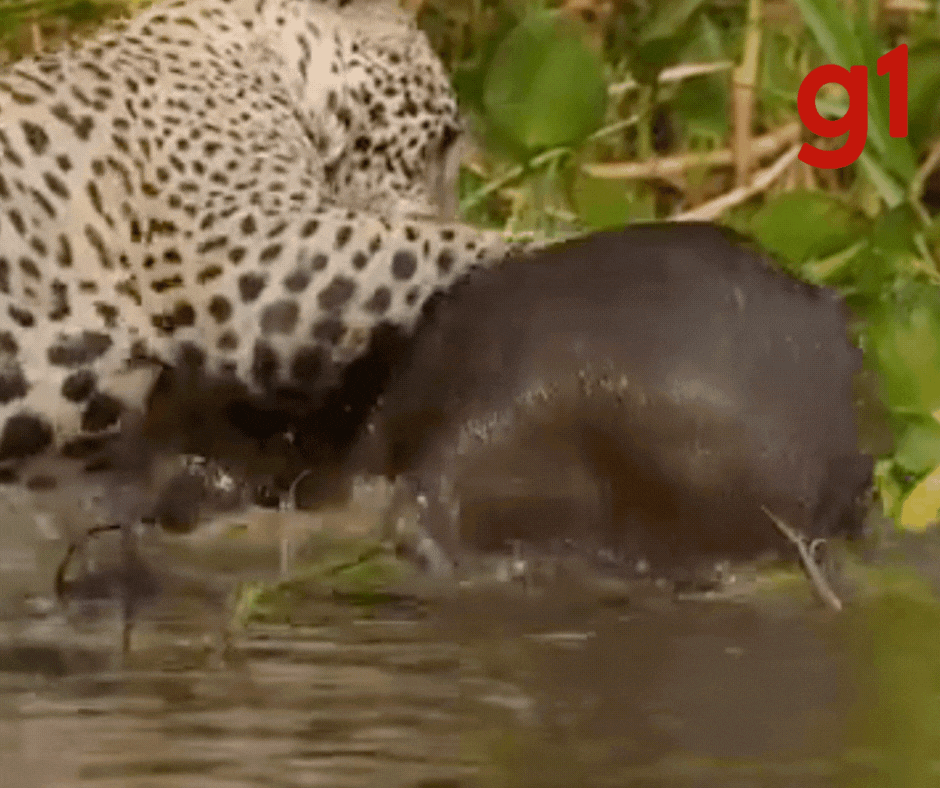Mordida potente: cineasta chileno flagra onça-pintada caçando capivara em rio no Pantanal de MT; vídeo