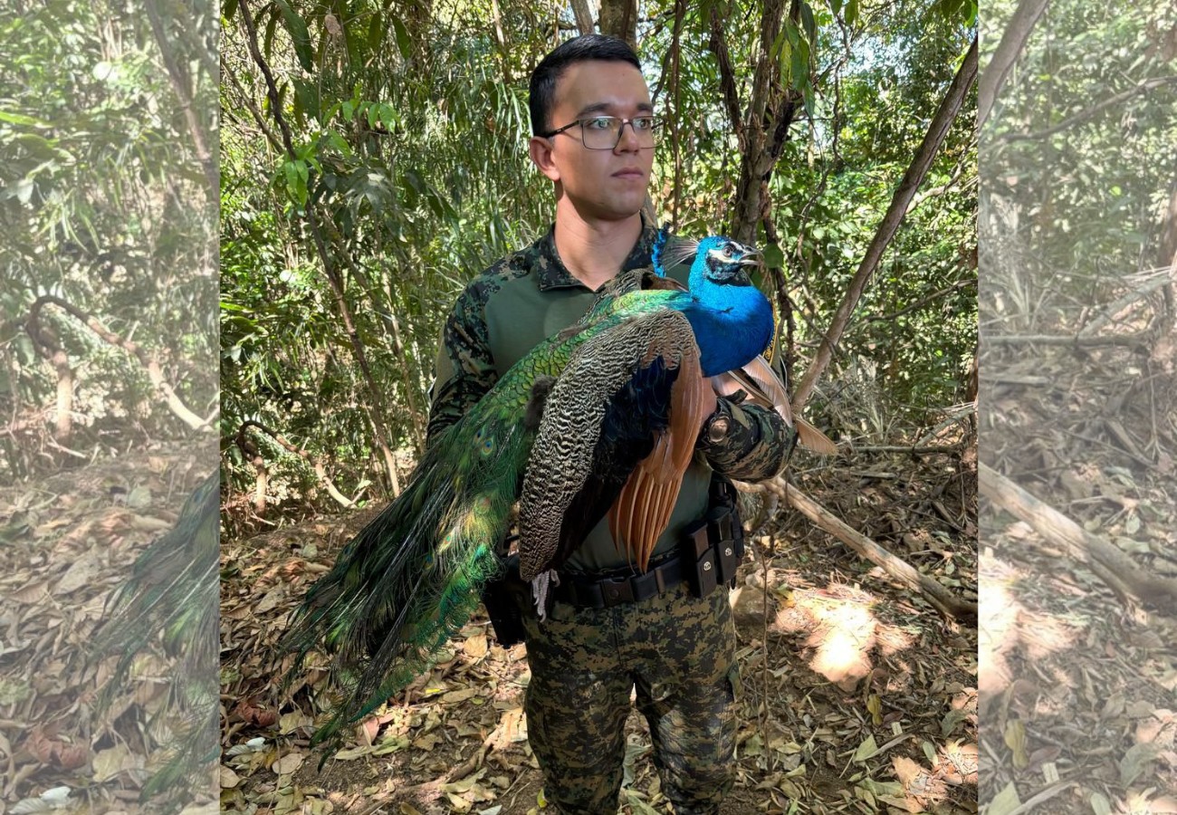 Pavão é resgatado dentro de shopping em Palmas 