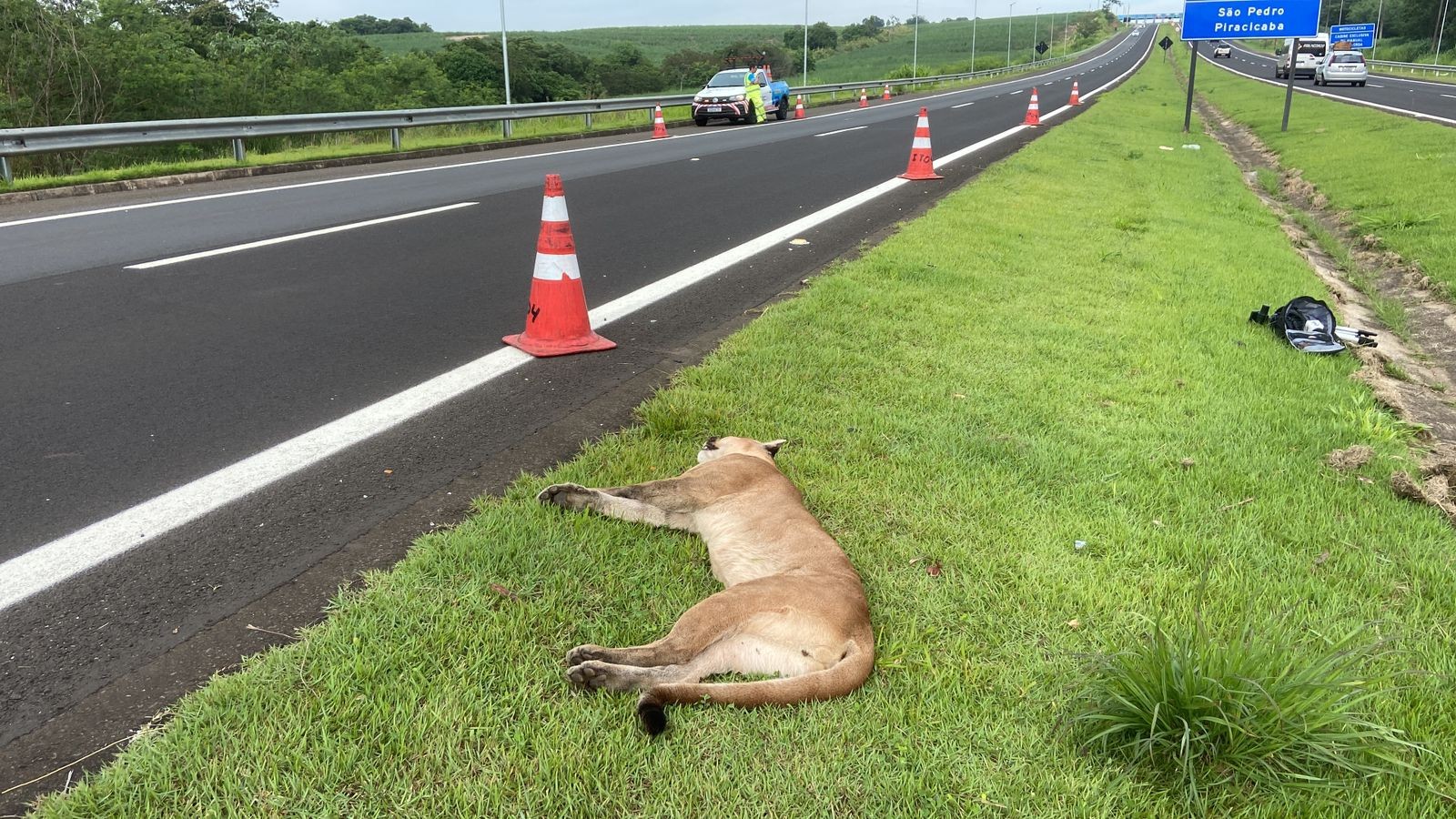 Onça morre atropelada na Rodovia Geraldo de Barros em Piracicaba