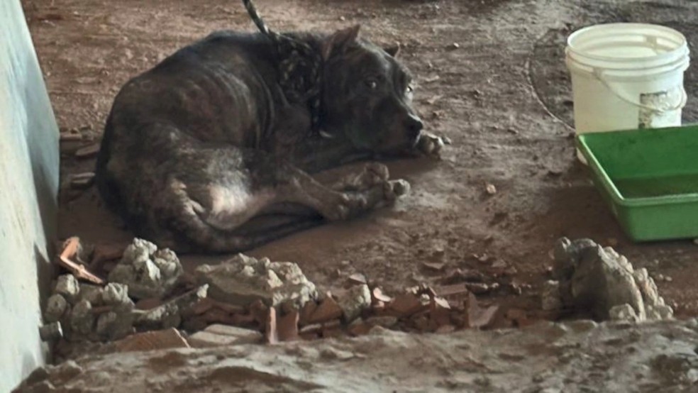 Animais resgatados estavam em condição de maus tratos grave — Foto: Reprodução/TV Gazeta