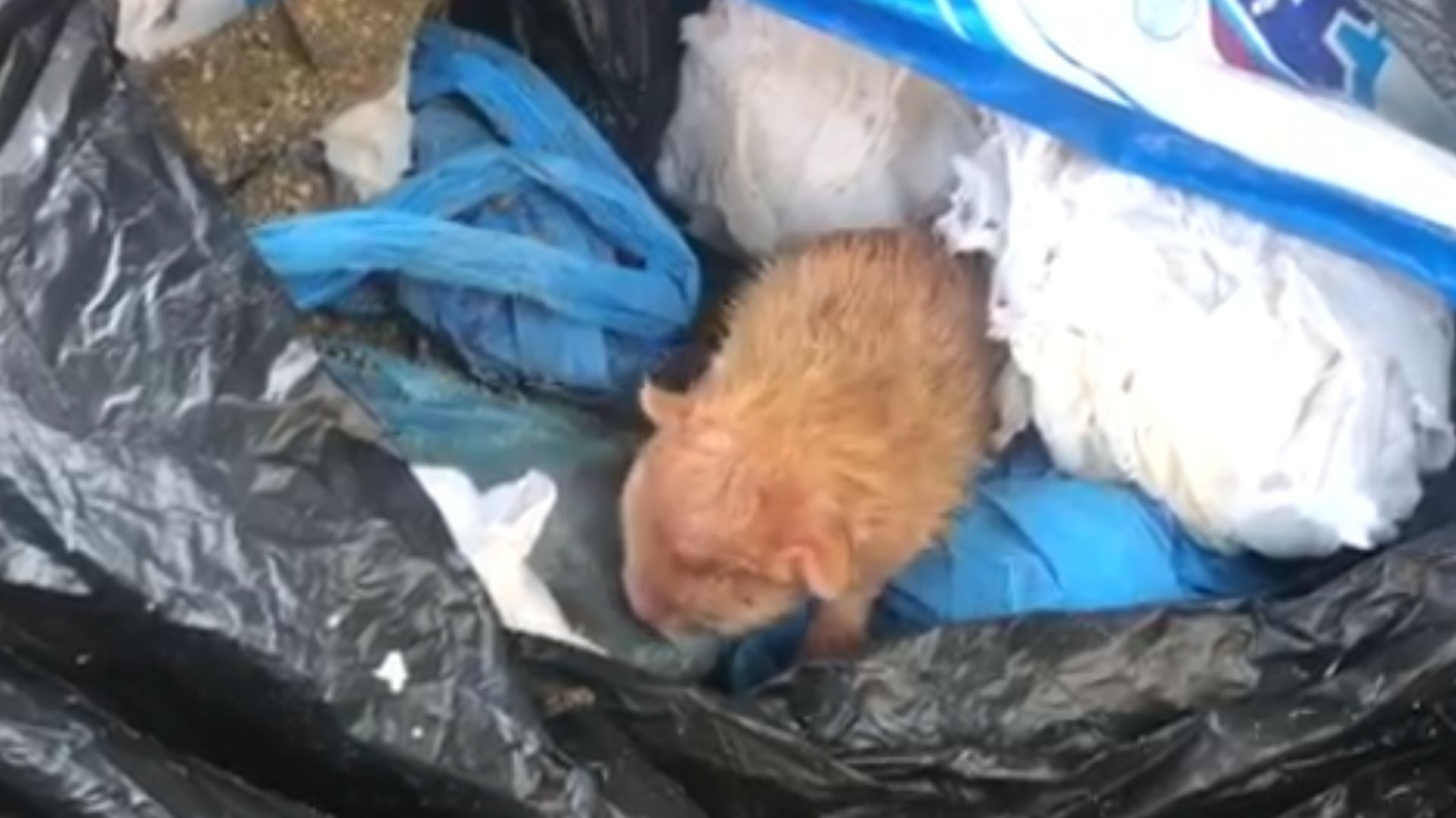 Filhote de gato é encontrado dentro de saco de lixo em Rio Preto; outros quatro animais foram resgatados 