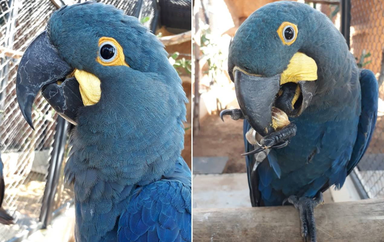 Centro de Conservação da Fauna Silvestre se prepara para instalar novos recintos e abrigar outras espécies