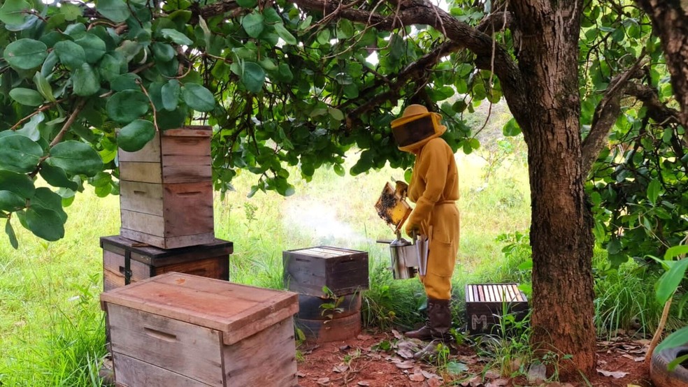 EPIs são fundamentais para o manejo das abelhas. — Foto: Reprodução/RenataBarros