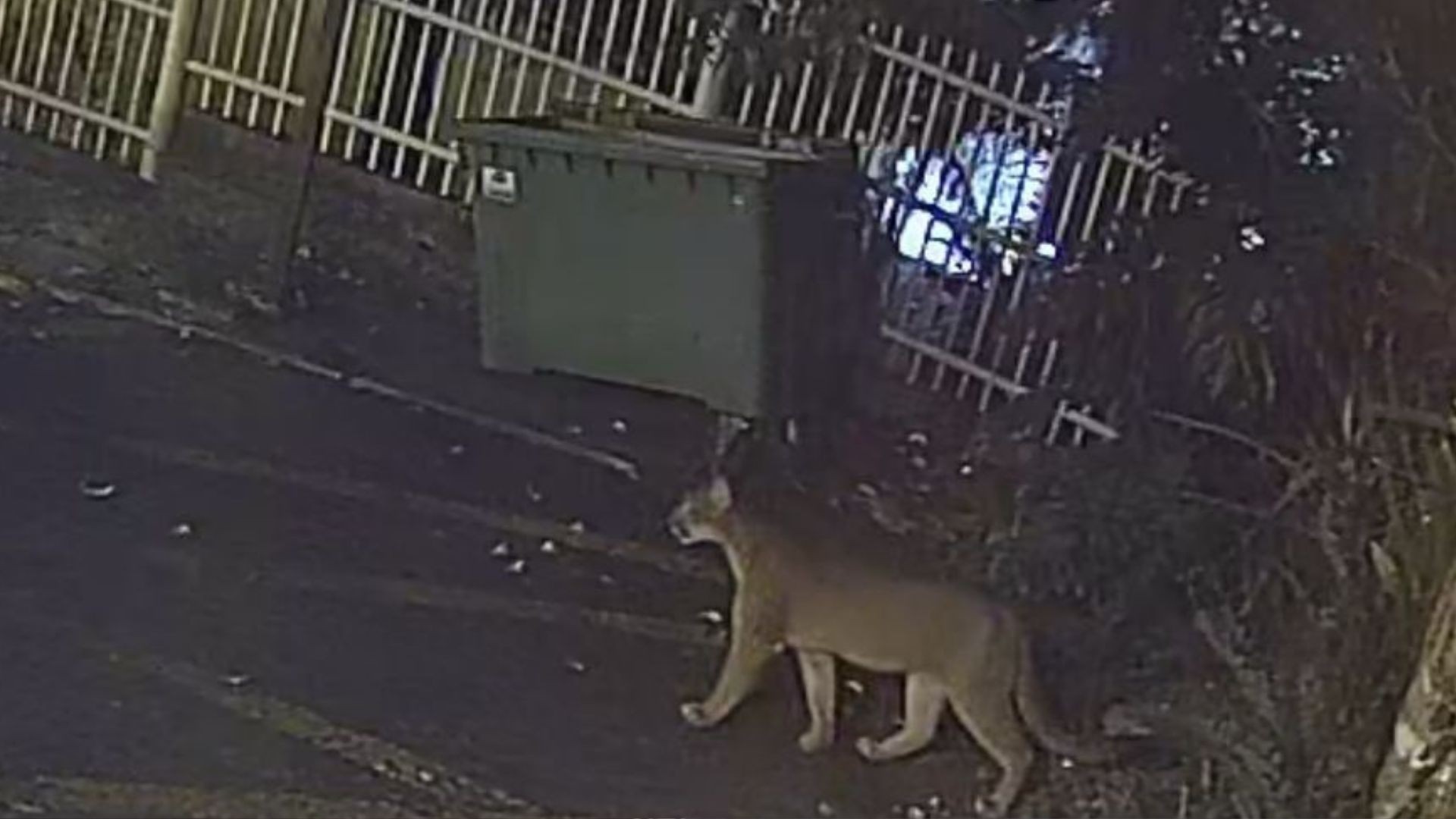 🐾VÍDEO: puma é flagrado circulando em rua da área central de Gramado, diz prefeitura