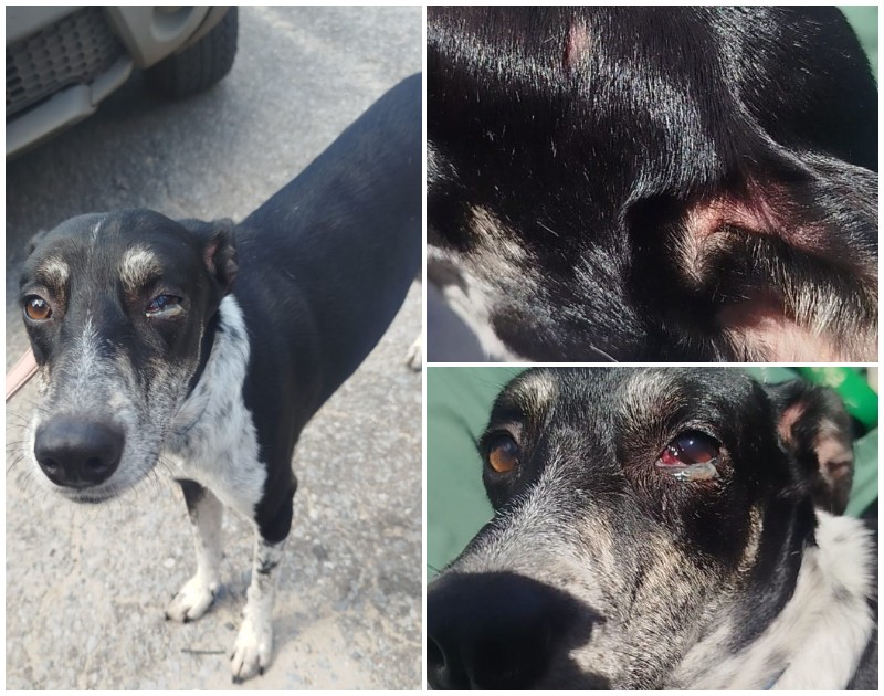 Mulher é presa por maus-tratos em Betim; três cães foram resgatados