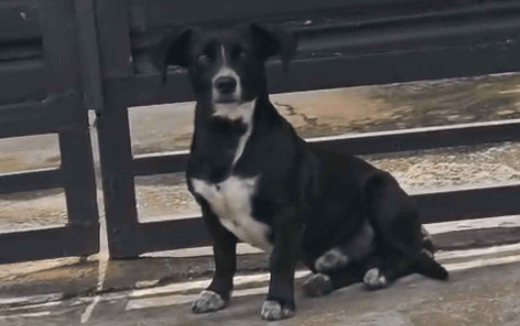 Cachorro vira figura conhecida em mercado após 'furtar' pacotes de pão em SP: 'Deu fome ele vem'