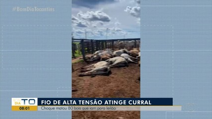 Bois morrem eletrocutados após cabo de alta tensão se romper e atingir curral