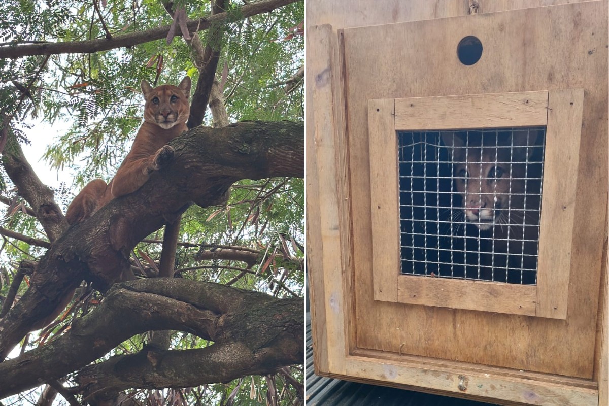Aposentado ouve cachorros latirem de madrugada e encontra onça-parda em árvore no interior de SP