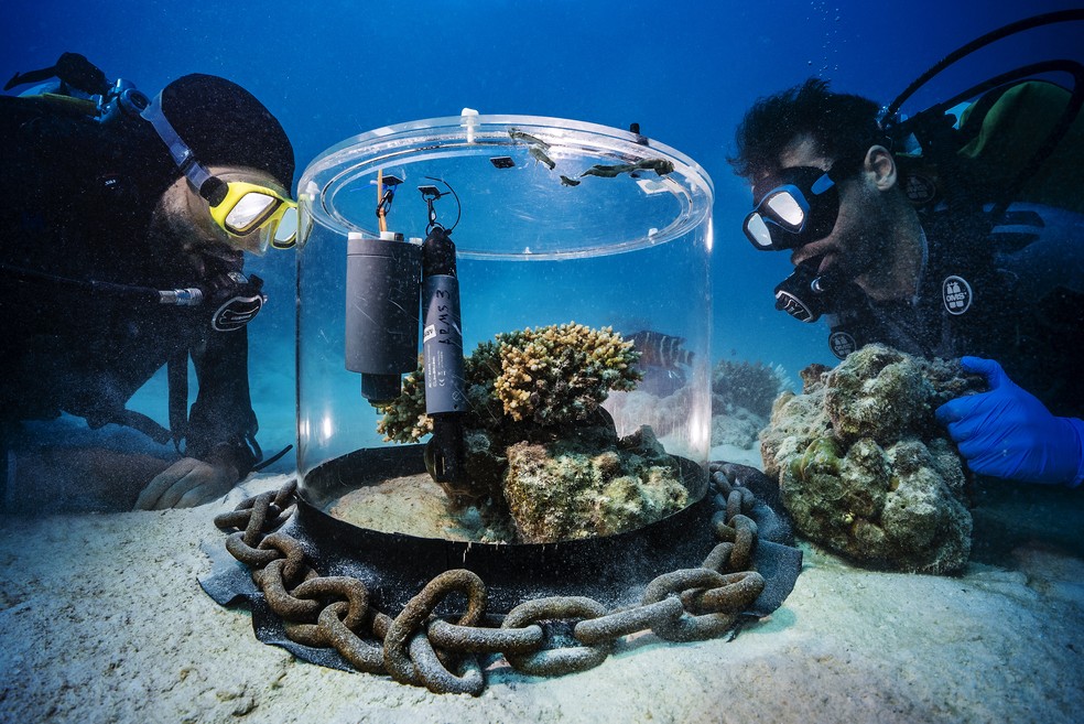 Pesquisadores instalam câmara de incubação sobre corais no Mar Vermelho, na costa da Arábia Saudita, para estudar adaptação ao aquecimento das águas. — Foto: Uli Kunz/Nature