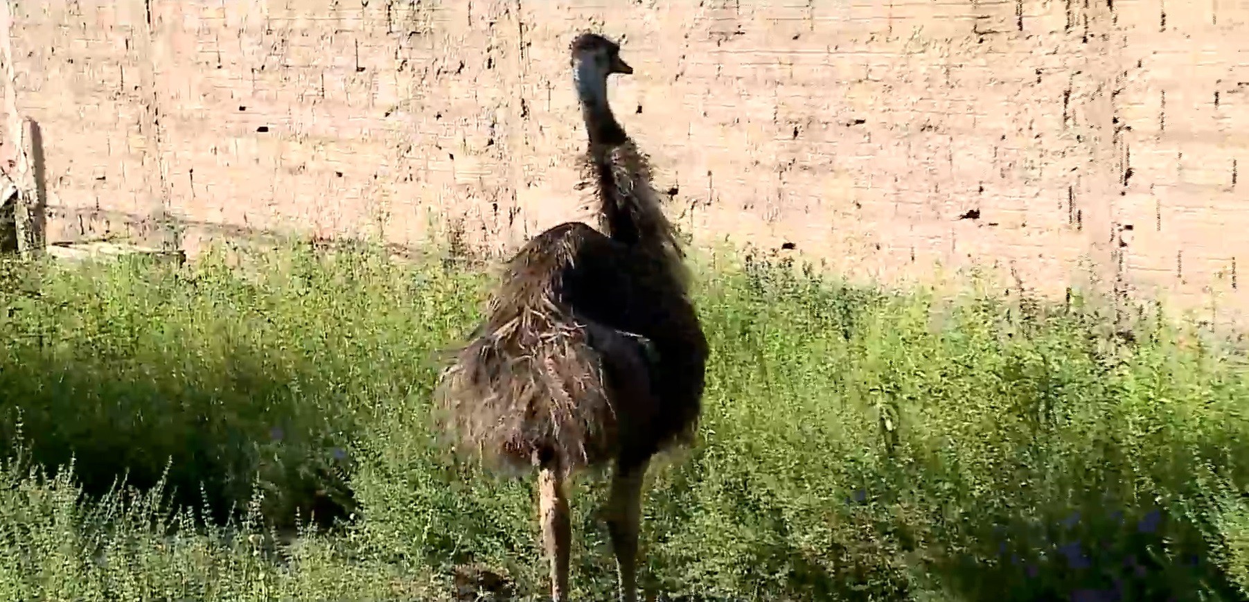 Animais silvestres são apreendidos em operação policial na Raposa; ave nativa da Austrália está entre os capturados 