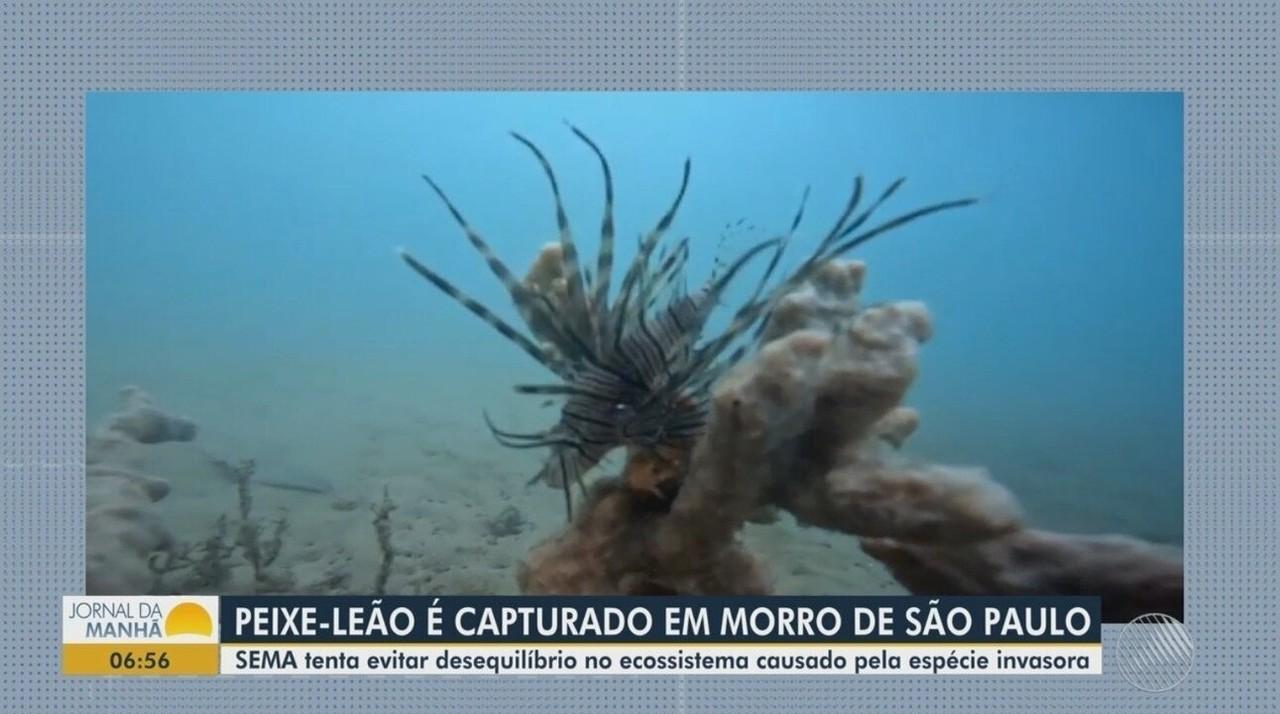 Peixe invasor é encontrado em destino turístico na Bahia; espécie tem 18 espinhos e não tem predadores