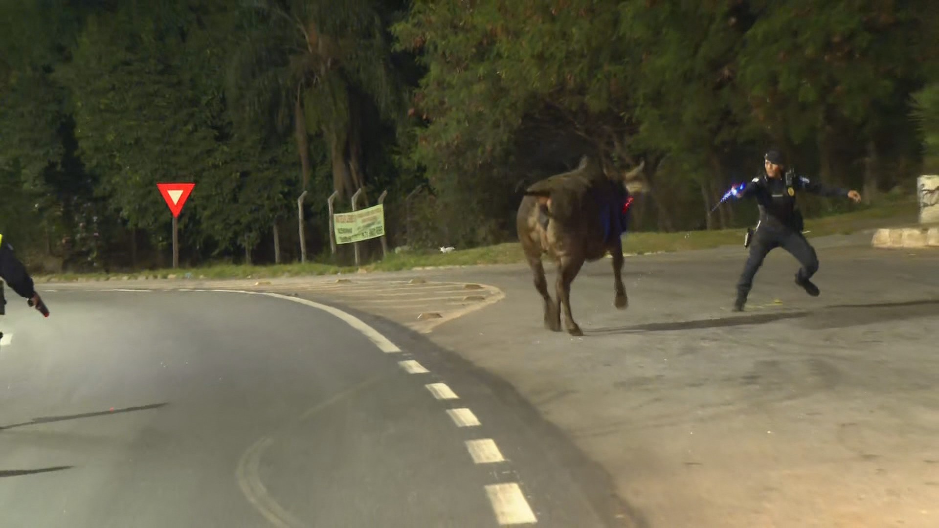 Caminhão carregado com bois e vacas tomba no Anel Rodoviário de BH e guardas trabalham para resgatá-los; VÍDEO