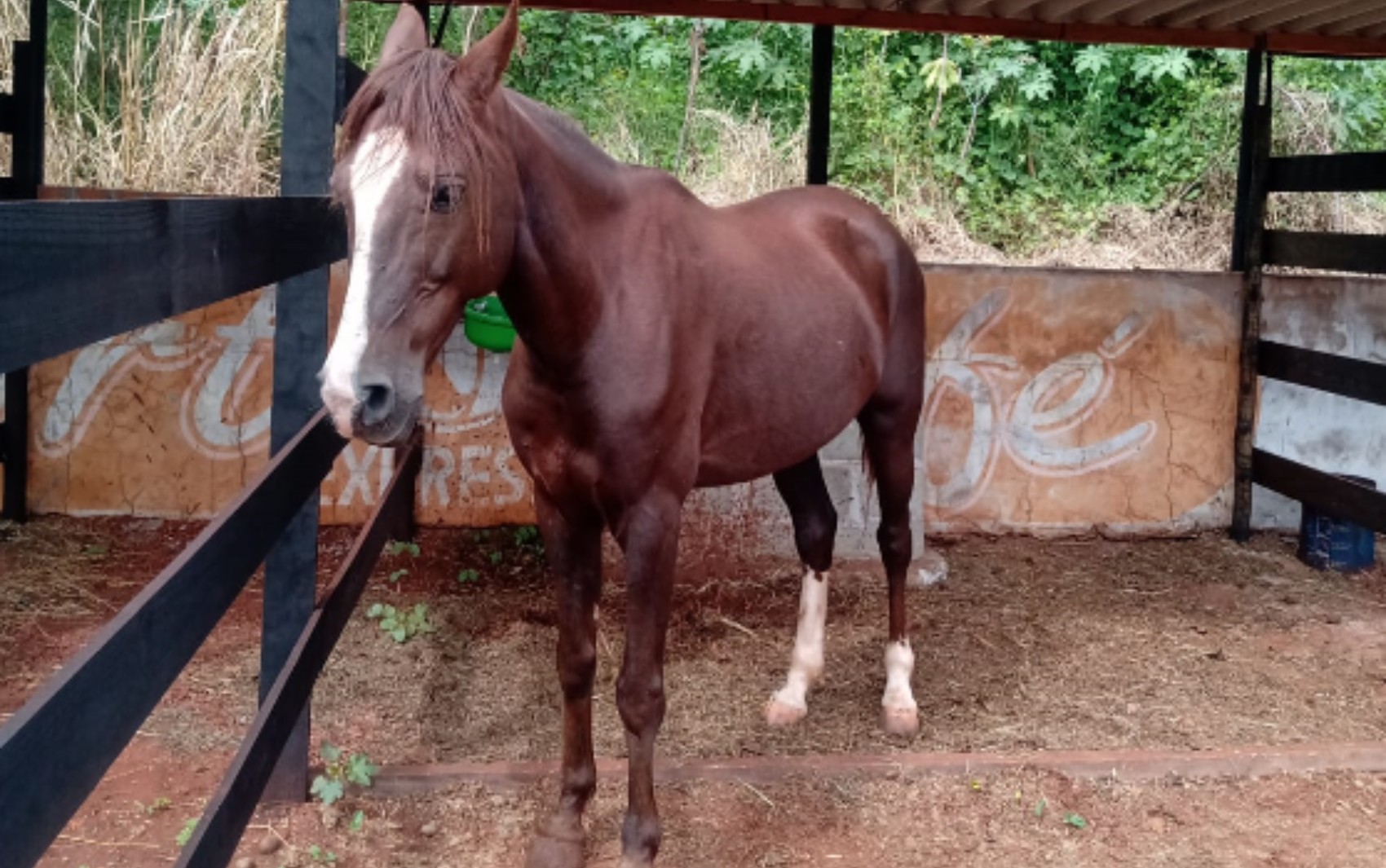 Pai faz apelo para encontrar cavalo de filho que sumiu de haras em Cravinhos: 'Era presente de aniversário'