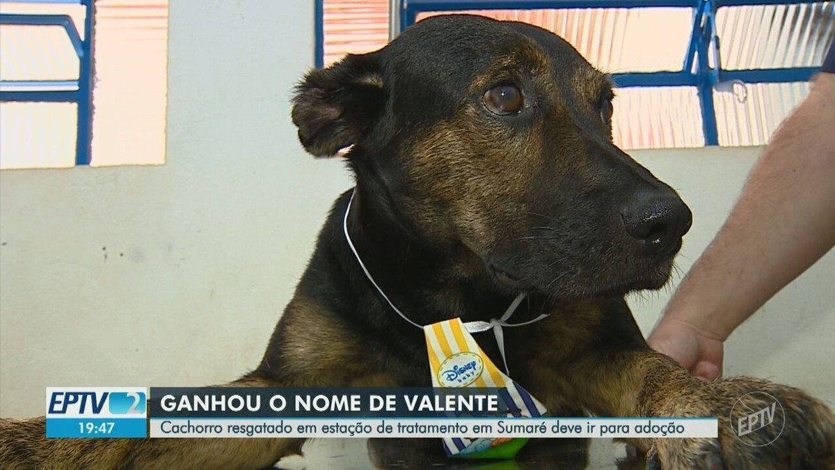 Cão resgatado em estação de tratamento em Sumaré ganha nome e pode ir para  adoção