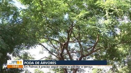 Poda e corte de árvores em Palmas deve seguir regras de decreto do município