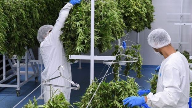 Farmácias do Uruguai começam a vender maconha com maior efeito psicoativo