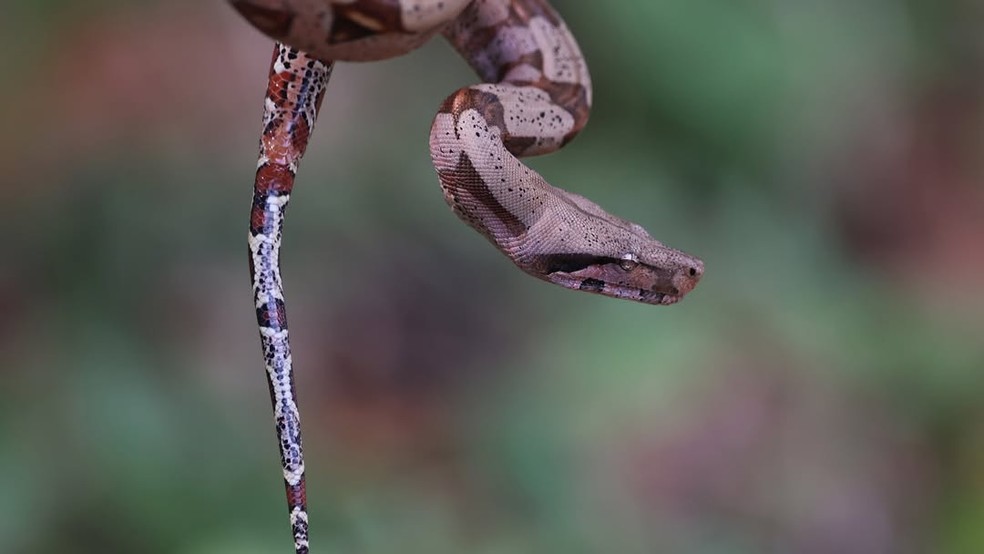 Cobra jiboia — Foto: Reprodução/Carlos Tuyama