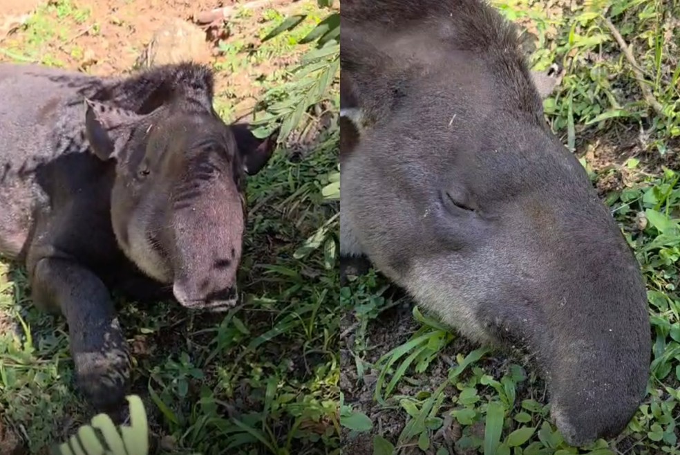 5 de 8
Anta foi encontrada muito debilitada e com ferimentos compatíveis à caça em bairro de Tapiraí (SP) — Foto: Núcleo da Floresta/Divulgação