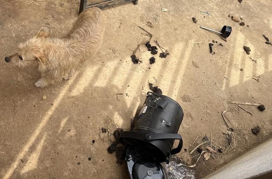 Cabelereiro é preso em flagrante por maus tratos a animais em MT