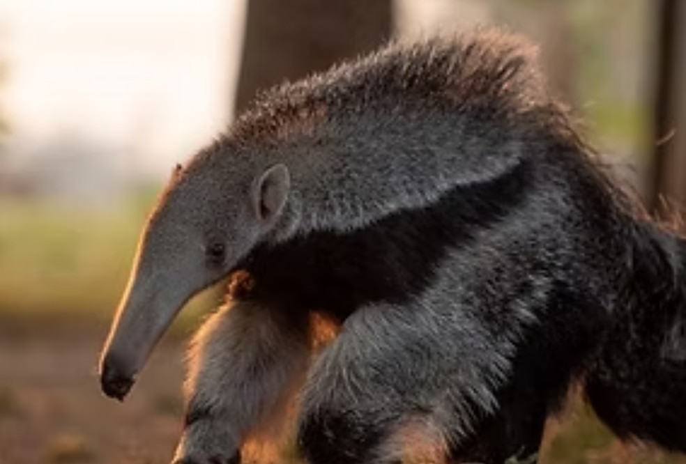 Além de acompanhar diretamente os animais, os pesquisadores estudam os ambientes onde essas espécies vivem. — Foto: Instituto Tamanduá