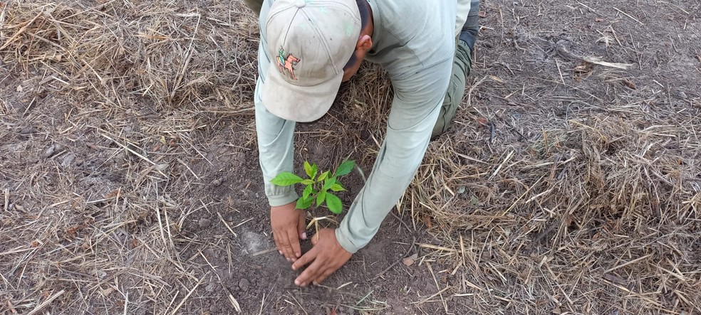Foram plantadas cerca de 25 mil mudas de espécies nativas. — Foto: Divulgação/IHP