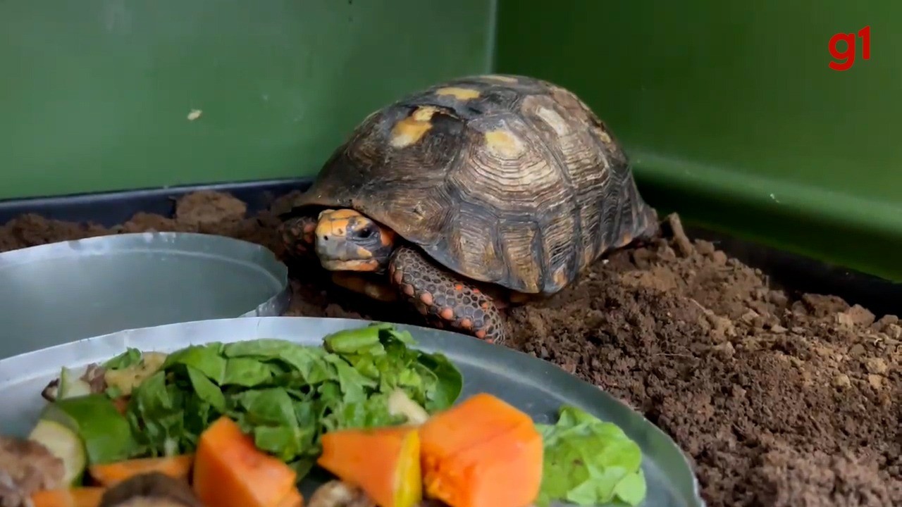 Jabuti encontrado embaixo de piso de casa é devolvido à natureza