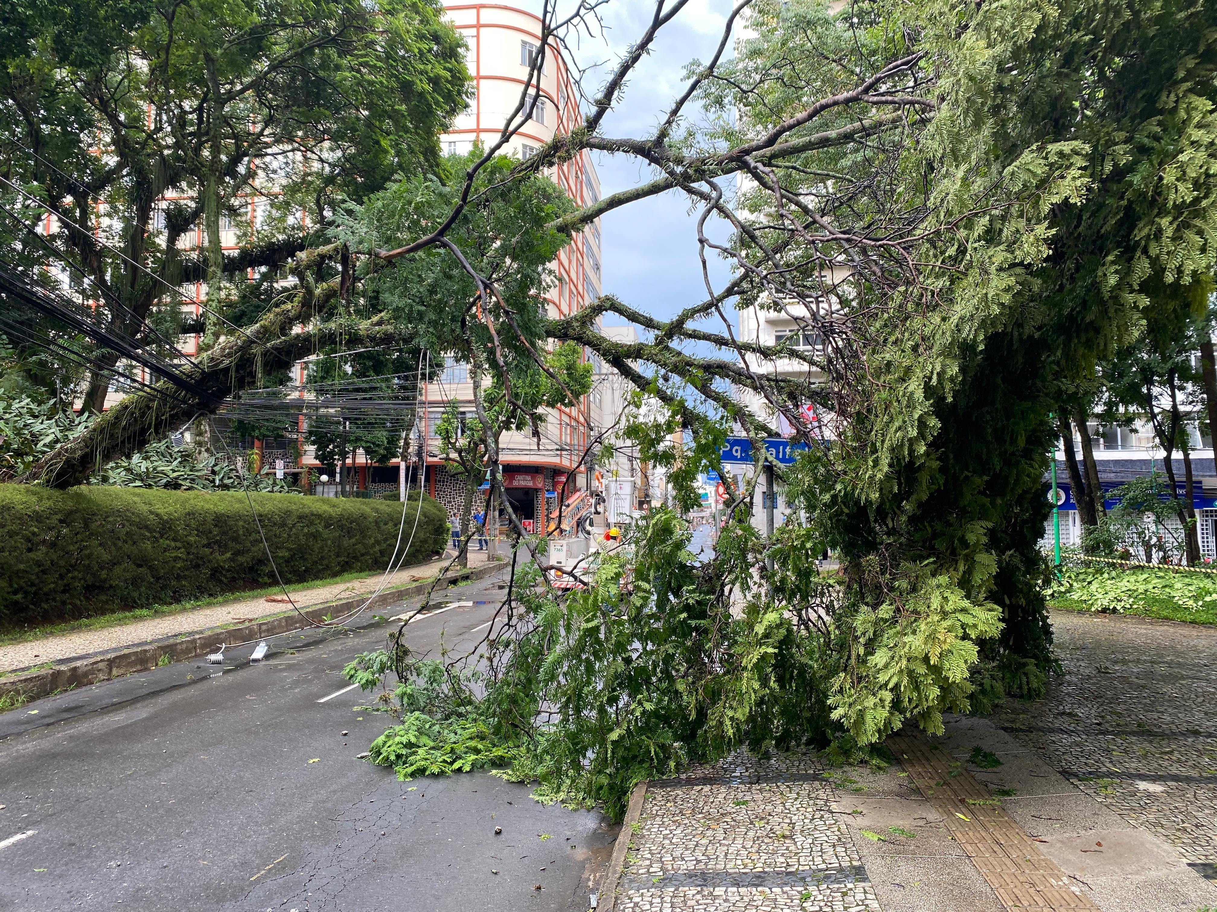 Após quedas de árvore e transformador, Rua Santo Antônio é liberada e energia restabelecida no Centro de Juiz de Fora
