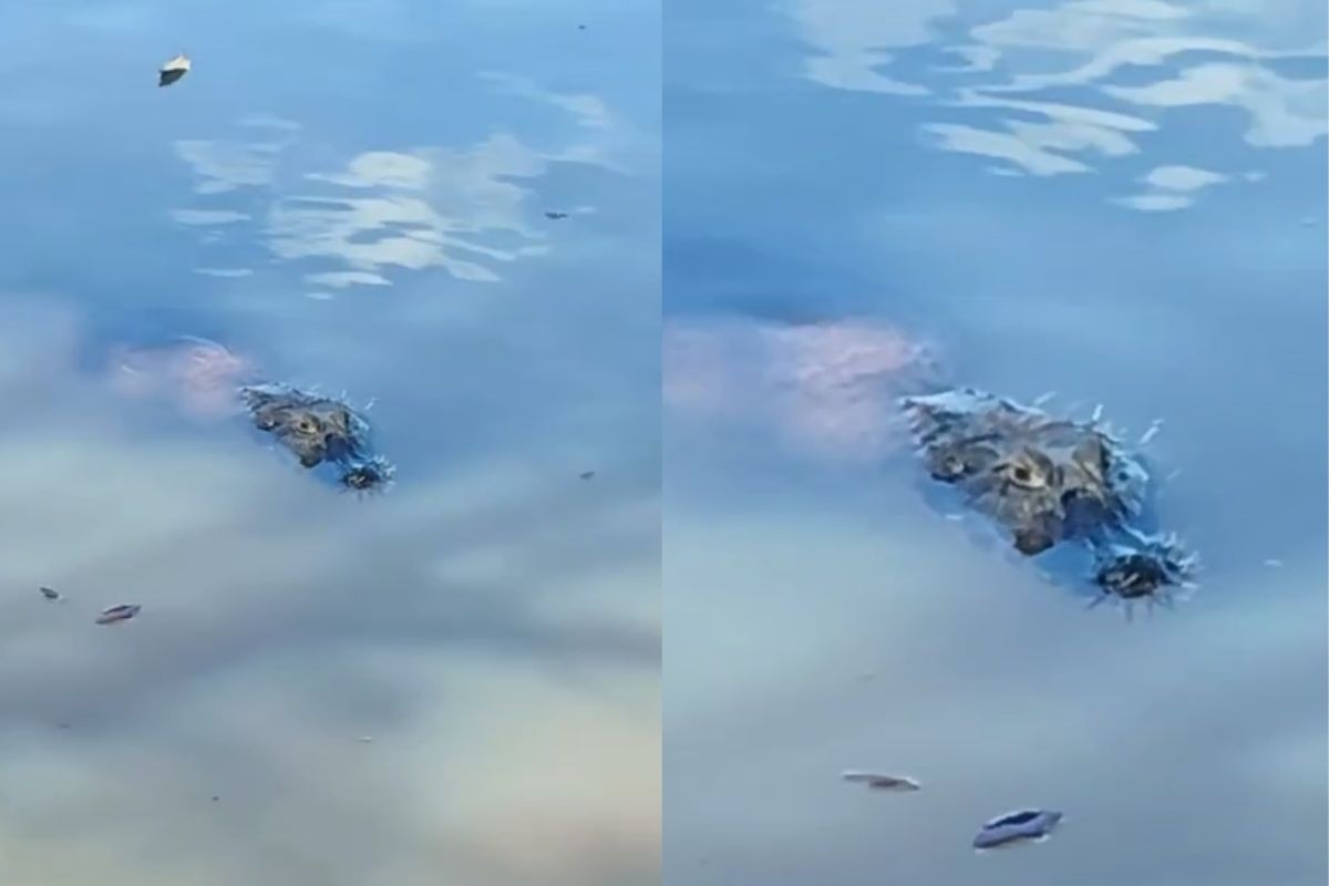 Jacaré é flagrado cheio de espinhos na cabeça após ataque aquático em MS; veja vídeo
