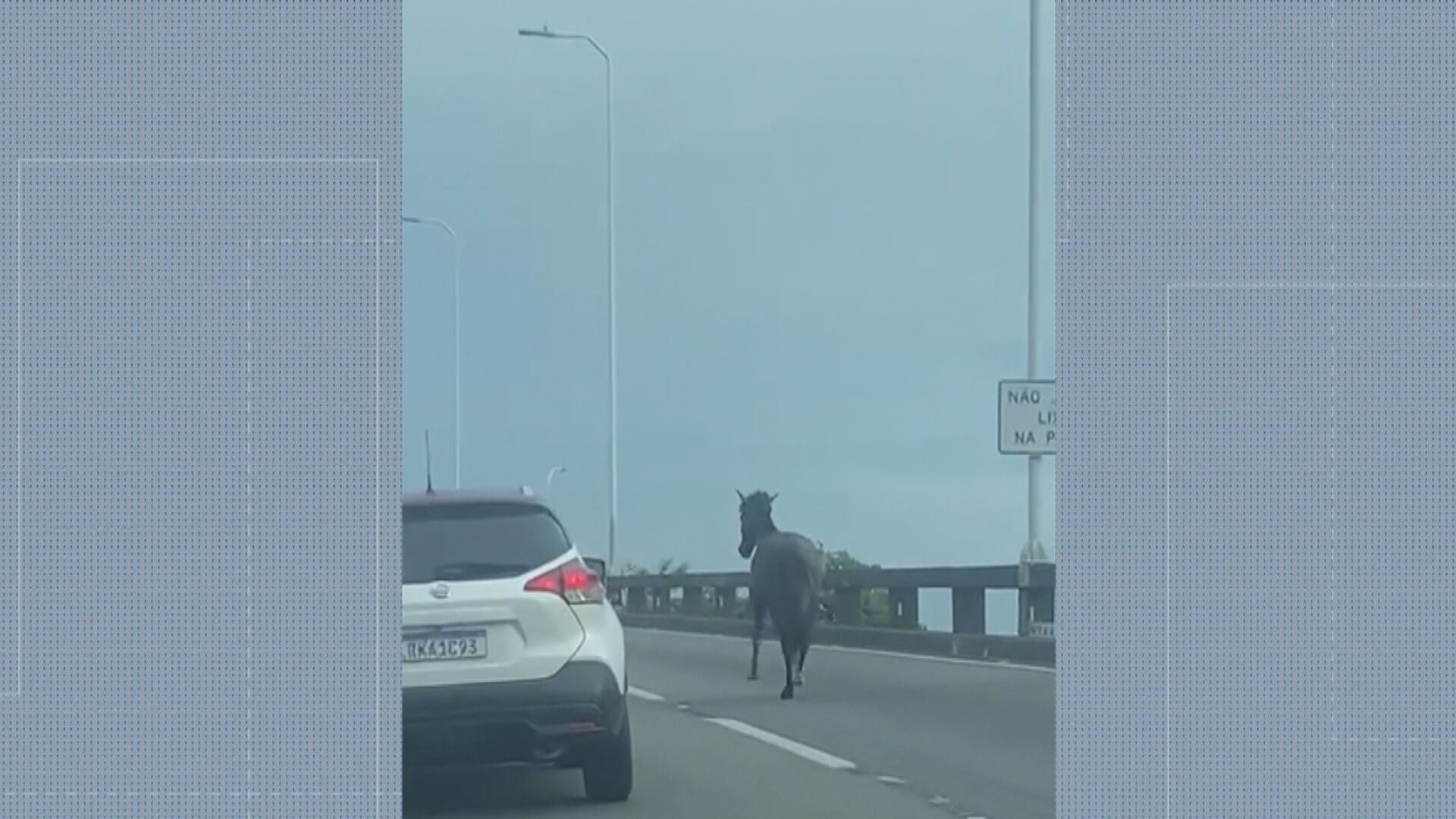 Cavalo interrompe trânsito na Ponte Rio-Niterói