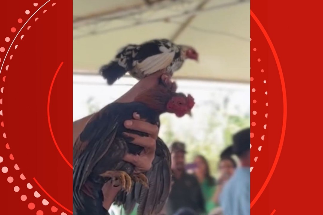 Galinha é arrematada por R$ 26 mil em leilão solidário e vídeo viraliza em RO