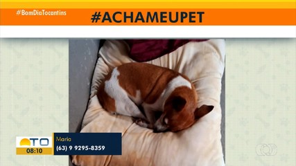 Tutora pede ajuda para encontrar cachorra desaparecida no #AchaMeuPet