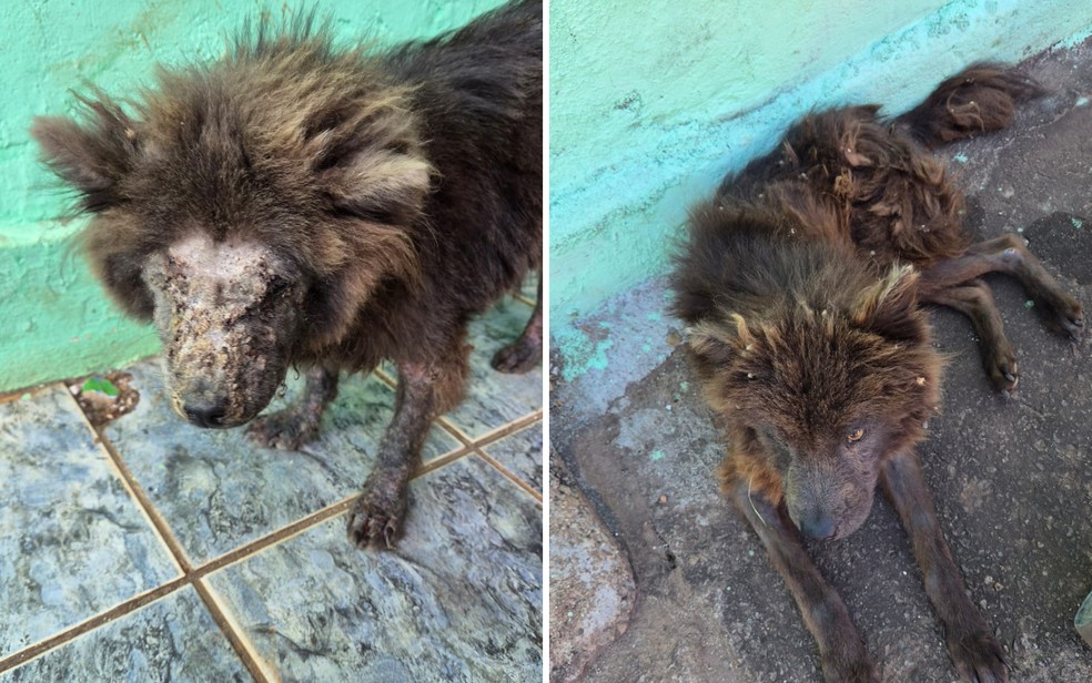 Cães foram encontrados em estado avançado de desnutrição, abaixo do peso e com infestação de carrapatos, em Goiânia — Foto: Divulgação/g1 Goiás