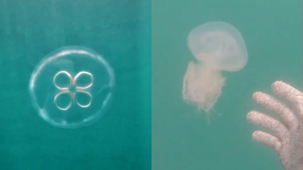 Médico veterinário, Enzo Bernardes Favaro, fez registros de águas-vivas encontradas durante mergulhos no Espírito Santo — Foto: Enzo Bernardes Favaro