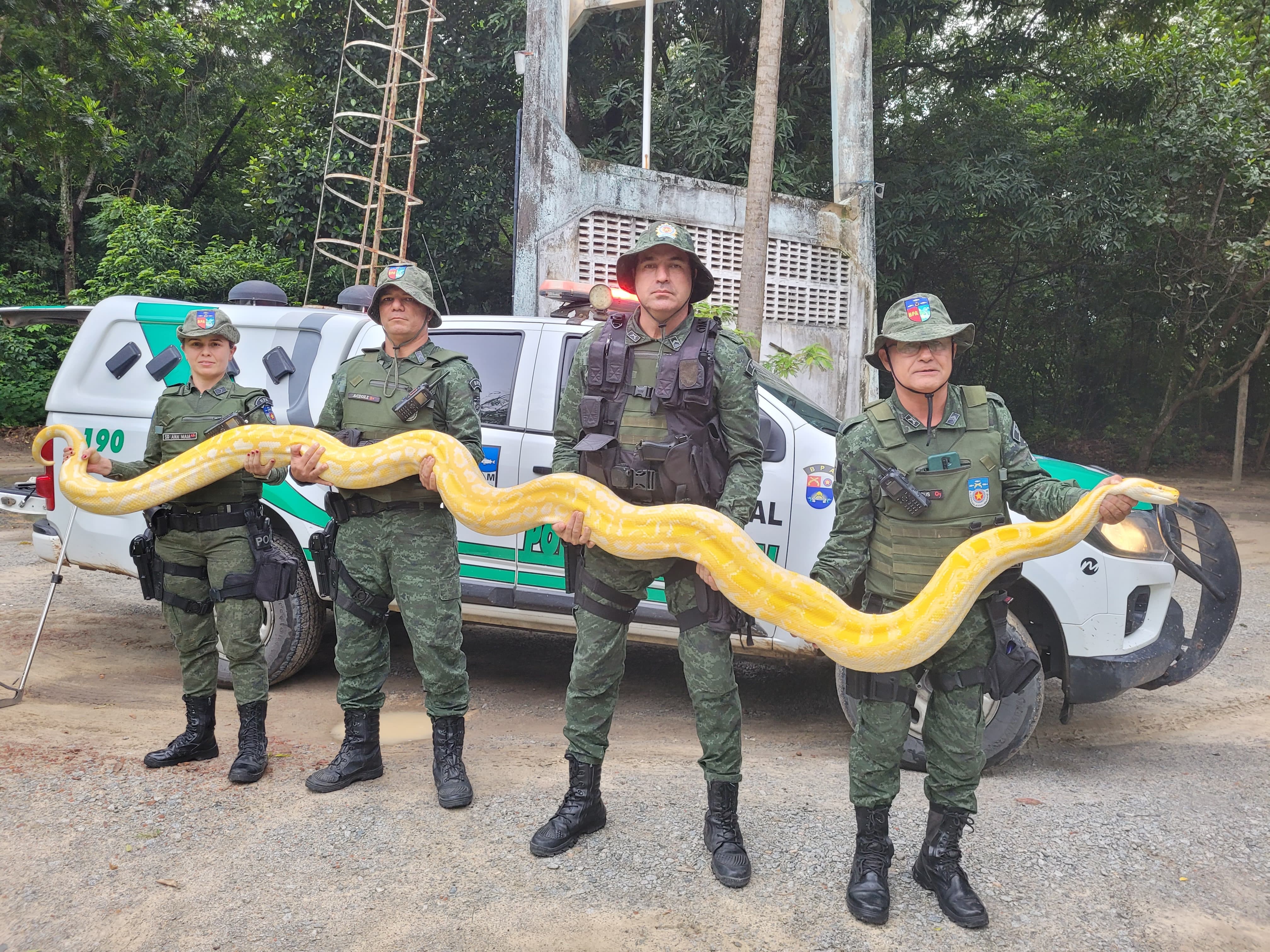 Cobra píton resgatada em chácara onde houve chacina em Arapiraca é espécie exótica da Ásia