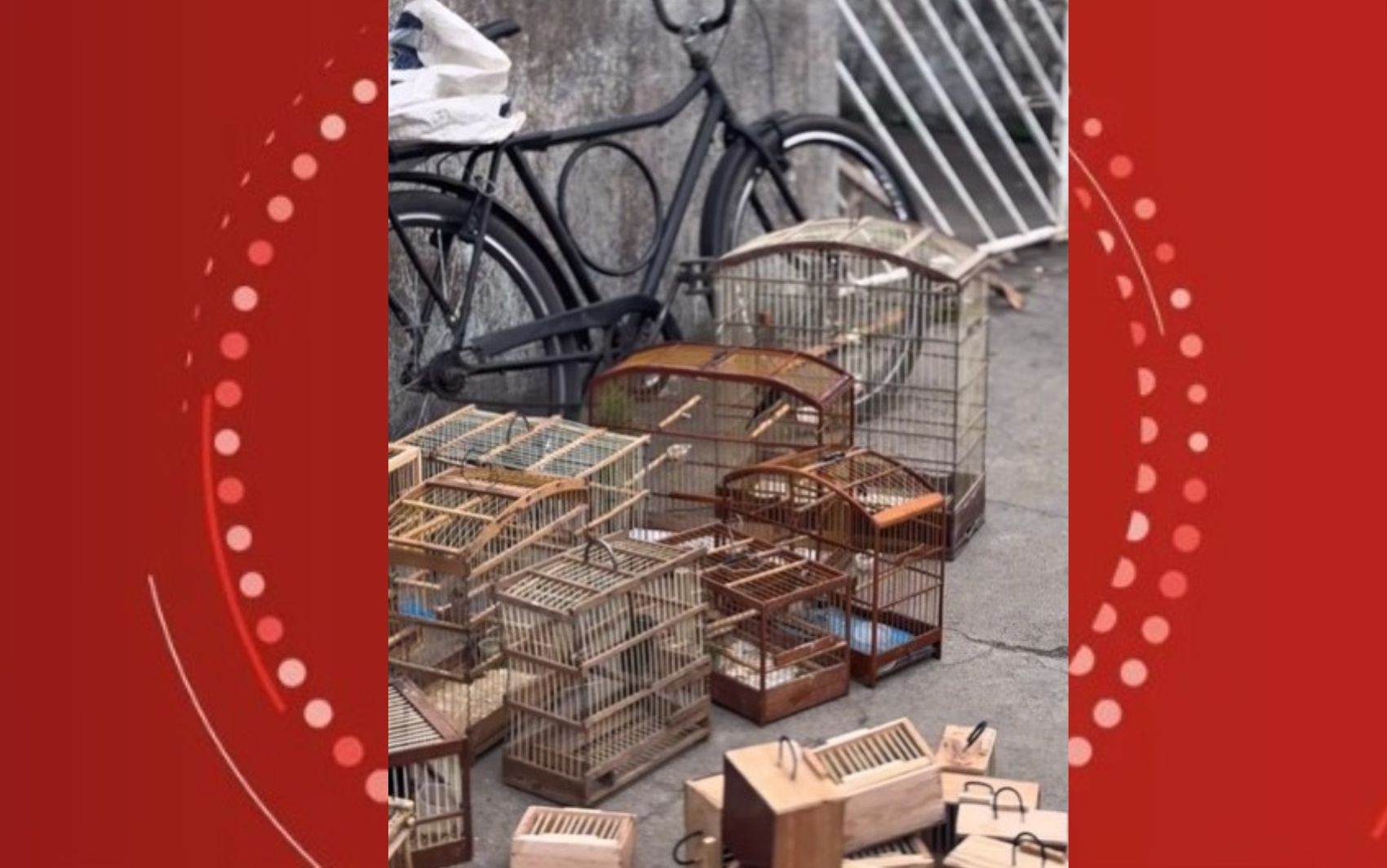 Operação resgata 75 animais silvestres vendidos ilegalmente em Feira de Santana