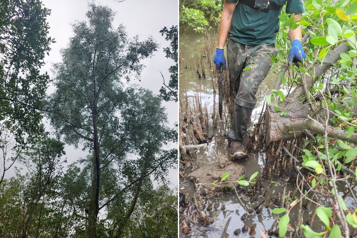 Especialistas tentam acabar com espécie de árvore invasora para evitar 'efeito desastroso' no país; entenda