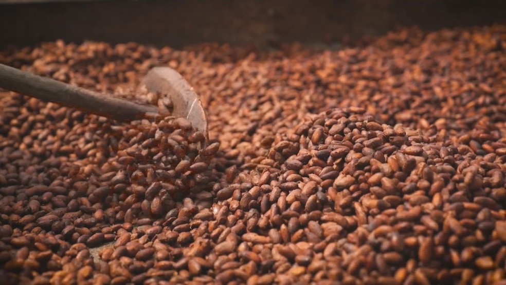 Semente de cacau dá origem ao chocolate — Foto: Reprodução/Redes sociais