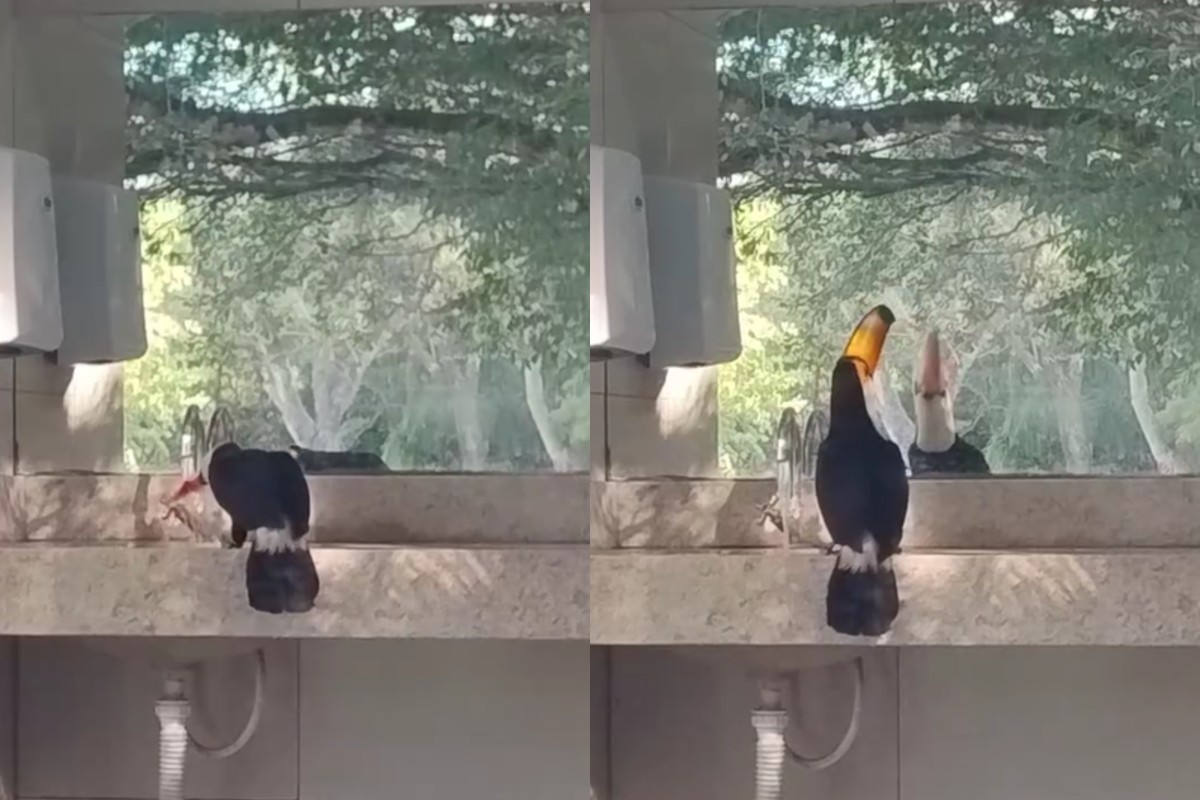 VÍDEO: tucano é flagrado bebendo água direto da torneira em Bonito