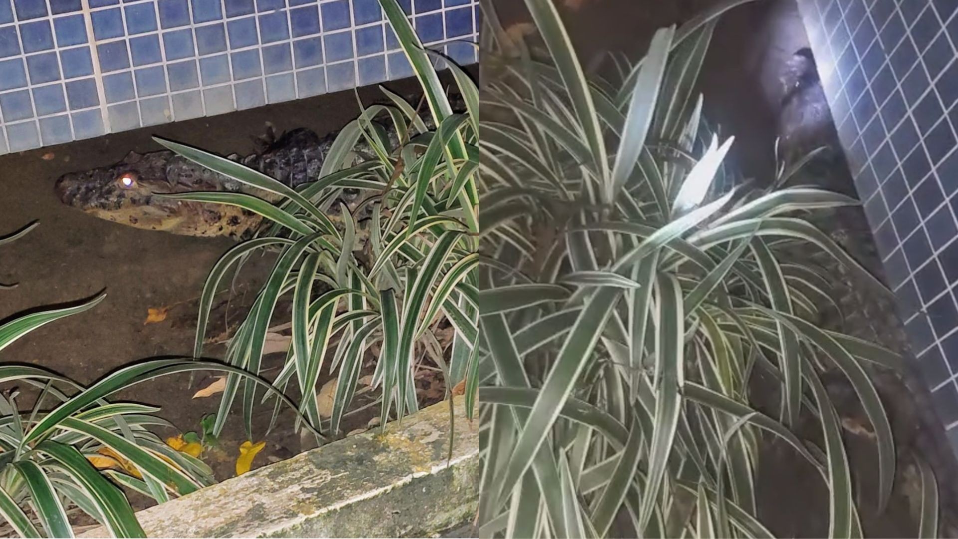 Jacaré aparece em condomínio no Recife e assusta moradores por um dia; VÍDEO