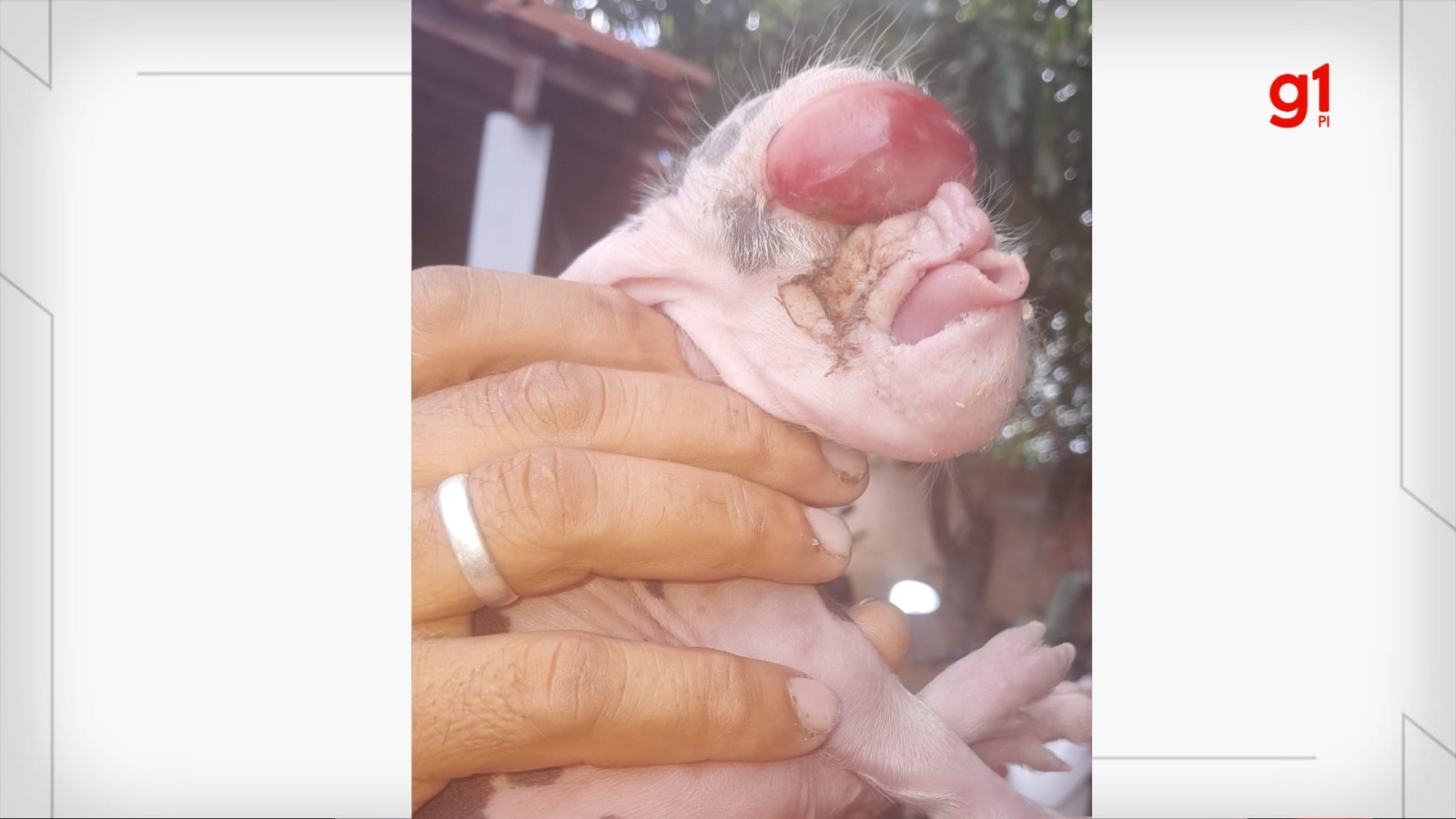 Leitão sem olhos e com malformação na boca morre dois dias após nascimento no PI; entenda condição