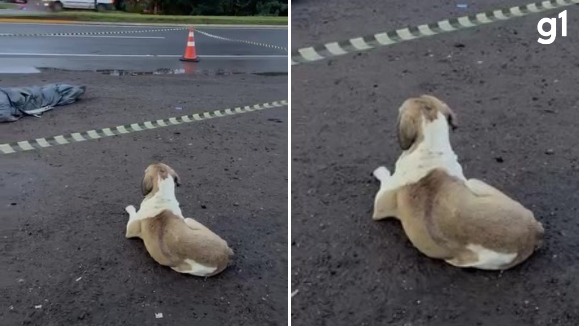 VÍDEO: Cachorro fica ao lado do corpo de mulher vítima de atropelamento no RS