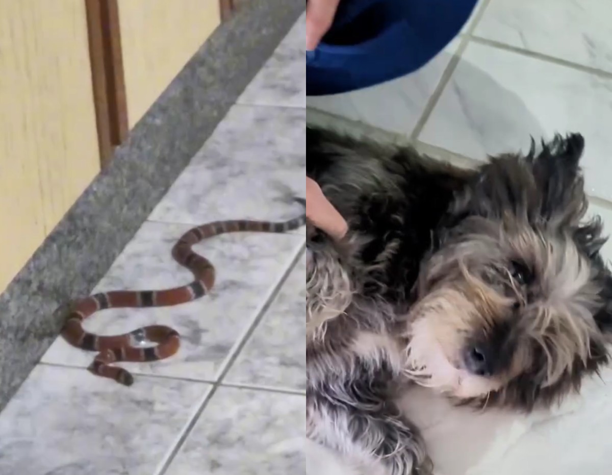 Cobra-coral venenosa é flagrada dentro de casa após 'aviso' de cachorra da família em SC; VÍDEO