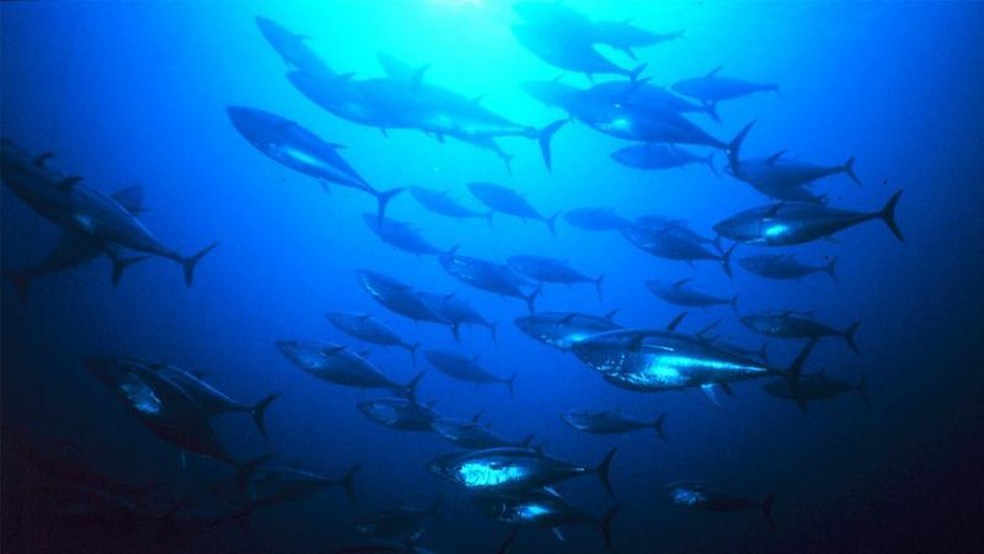 O aumento das temperaturas dos oceanos faz com que o atum-rabilho se mude para águas mais frias. — Foto: Getty Images via BBC