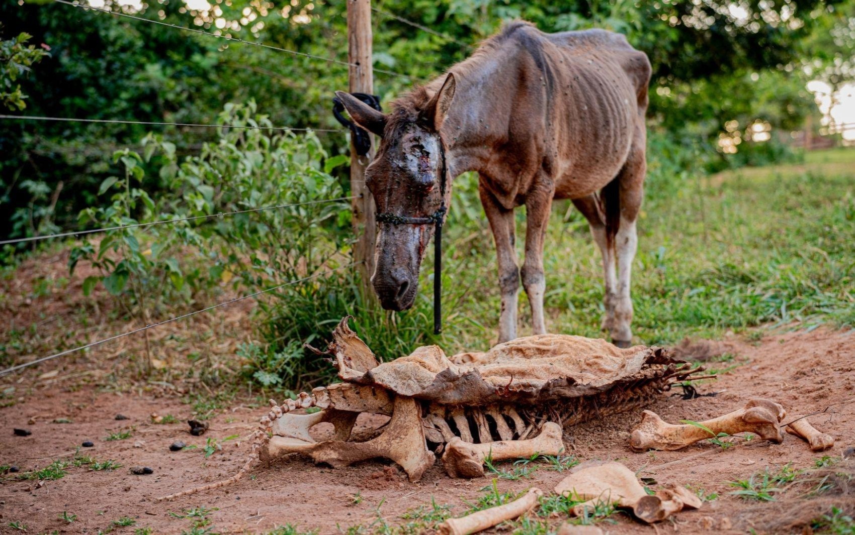 Abatedouro clandestino de cavalos comercializava carne e mantinha mais de 40 cavalos sem água nem comida, diz polícia