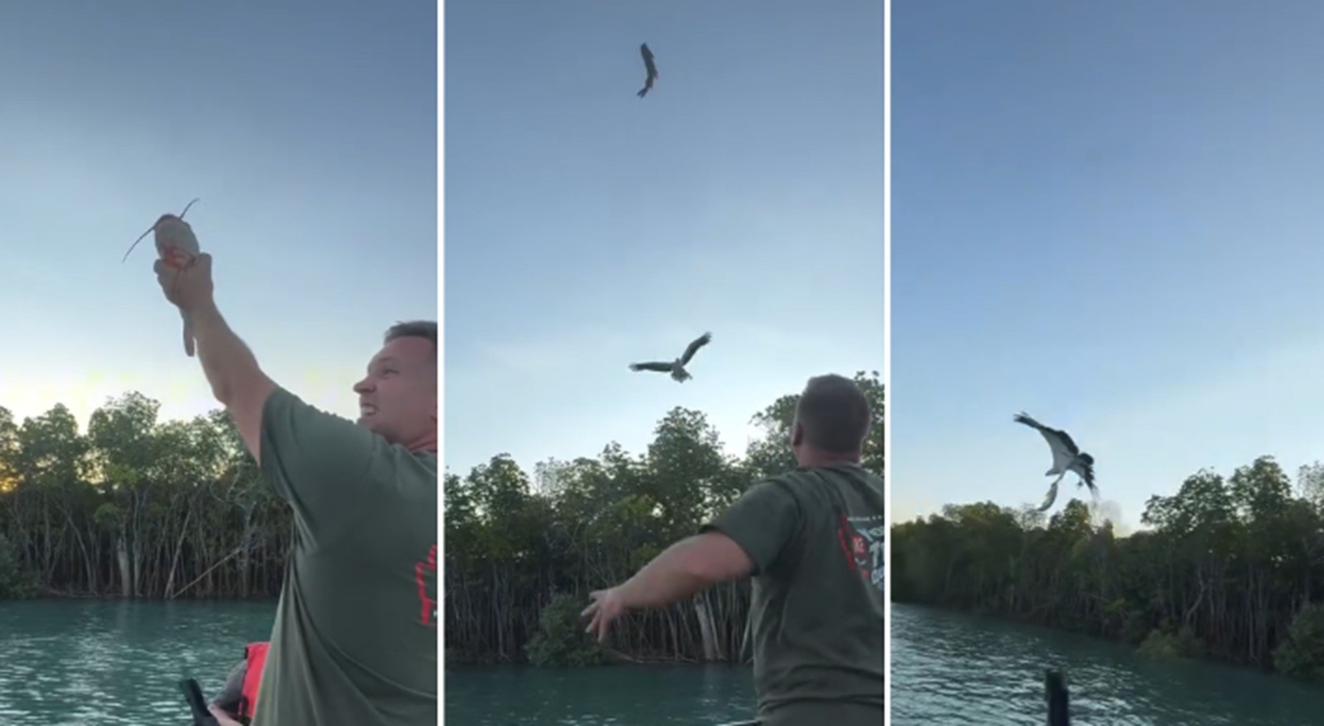 É #FATO: Vídeo mostra águia capturando bagre no ar após 'lançamento' de pescador na Austrália