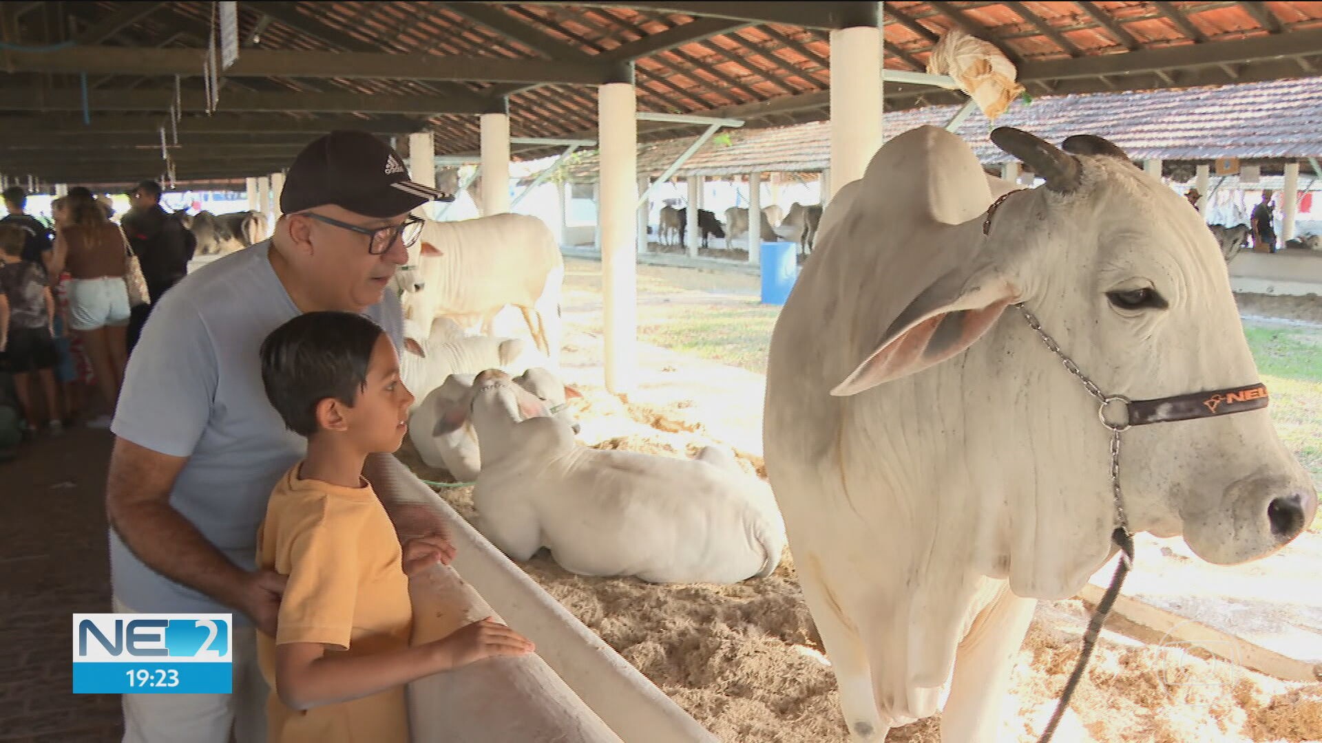 VÍDEOS: NE2 de segunda-feira, 11 de novembro de 2024