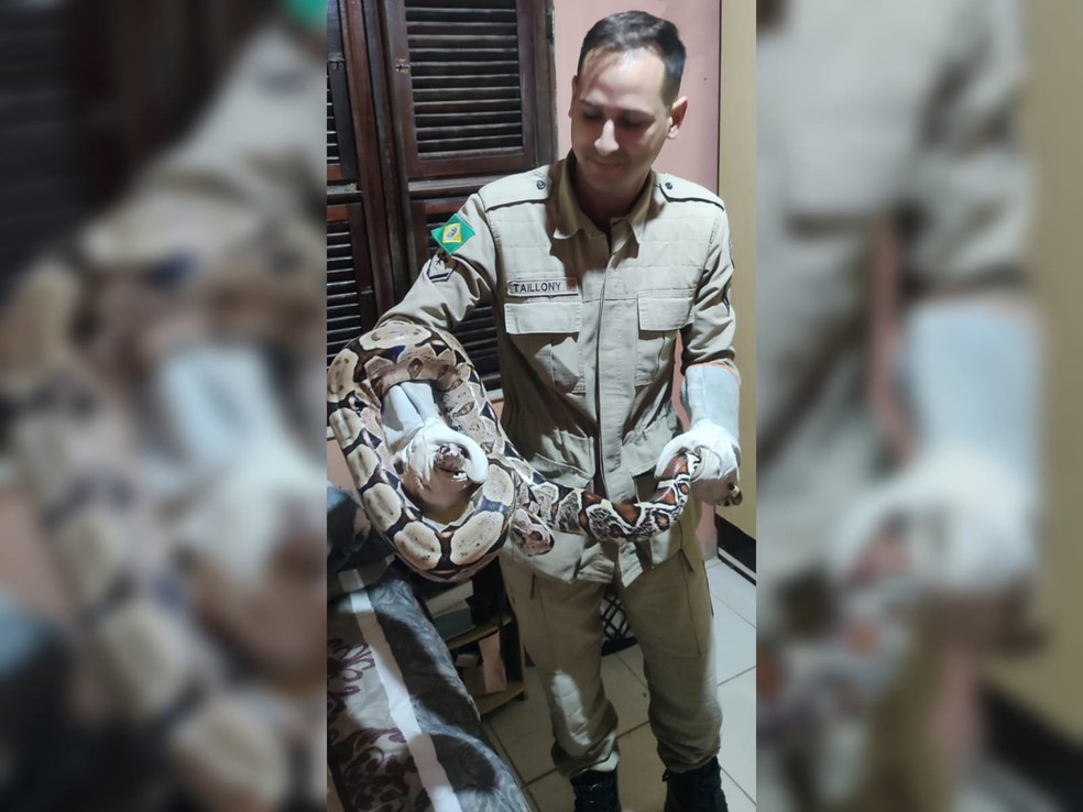 Serpente foi resgatada pelos bombeiros militares de Baturité e devolvida à natureza, longe de residências. — Foto: Corpo de Bombeiros/ Divulgação